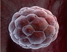 Slider image (3) World Stem Cells